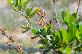 Image result for xylella fastidiosa oleander symptoms