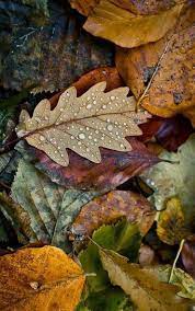 Autumn Leaves Autumn Inspiration Autumn Leaves Nature Photography