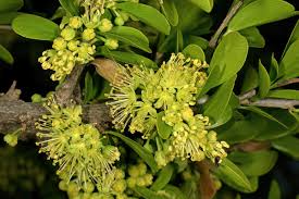 Image result for Dovyalis afra