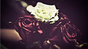 Pink color is one of the most preferred for gardens as many people associate it with romance and tenderness. Wallpaper White Black Flowers Red Wavy Hair Green Yellow Rose Pink Light Color Flower Darkness Petal Land Plant Flowering Plant Close Up Macro Photography Floristry 2560x1440 Zura01 190170 Hd Wallpapers Wallhere