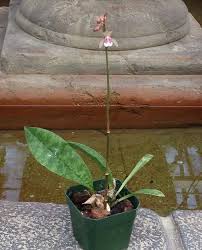 Image result for Oeceoclades maculata