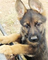 Maybe you would like to learn more about one of these? Strongheart German Shepherds Facebook