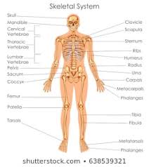 Human Skeletal System Images Stock Photos Vectors