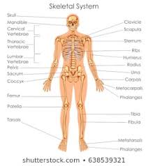 skeletal system photos 17 136 skeletal stock image results