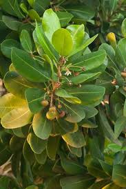 Image result for Mimusops