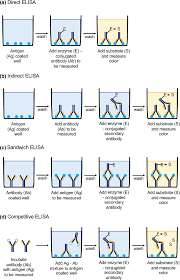 Engvall developed the test as a substitute for certain radioimmunoassay tests, and eventually, it replaced the western blot test for hiv confirmation. Schematic Presentation Of Basic Types Of Elisa Enzyme Linked Download Scientific Diagram