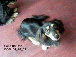 Browse thru thousands of dachshund dogs for adoption near chattanooga, tennessee, usa area , listed by dog rescue organizations and individuals, to find your match. Tiny Tails Ranch Miniature Dachshunds Home