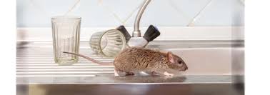 Our long island city area services. Pest Control Long Island Exterminator Long Island Ny Pest Control For Rodent Infestations Bed Bugs Roaches Spider Fleas Ticks And More