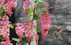 Learn more about attracting butterflies to your garden. Bling On The Wing 12 Months Of Flowers For Hummingbirds Seattle S Favorite Garden Store Since 1924 Swansons Nursery