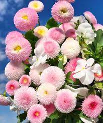 Flowers Frangipanibine Amazing Flowers Beautiful Flowers Pretty Flowers