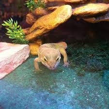 Maybe you would like to learn more about one of these? Petsmart Pet Store In Northwest Nashua