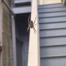 Ants are the number one pest problem in san antonio. Marina Pest Control 17 Photos 95 Reviews Pest Control South San Francisco Ca Phone Number
