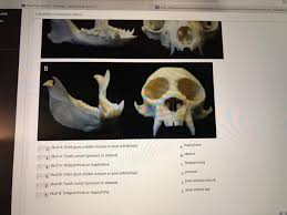 Postorbital Bar - An Overview | Sciencedirect Topics