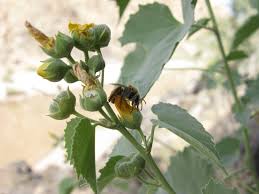 Image result for Hibiscus calyphyllus