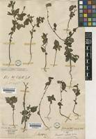 Image result for Triumfetta pentandra