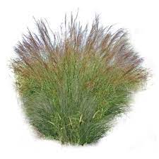 Texture Png Grass Ornamental Miscanthus Tree Photoshop Landscape Elements Grass Photoshop
