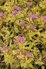 Image result for Spiraea japonica ´Little Princess