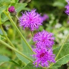 Baldwin's Ironweed, Western Ironweed