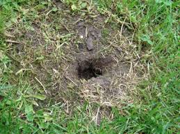 Lesen sie hier, welche arten überhaupt infrage wenn plötzlich löcher im gartenboden auftauchen, sind ungebetene besucher am werk. Spontane Locher Henry S Mulch Garten Www Mulchgarten De