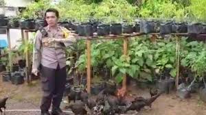 Dan agribisnis ini bisa menjadi mata pencaharian yang hasilnya tentu saja menguntungkan. Di Sela Tugas Kapolres Mempawah Isi Waktu Luang Dengan Bercocok Tanam Di Pekarangan Rumah Dinas Tribun Pontianak