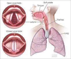 Most people have experienced being stuck in in bed, with a congested, runny nose, and dry, persistent cough. Home Remedies Helping A Hoarse Voice Mayo Clinic News Network The Voice Laryngitis Symptoms Hoarse Voice Remedy