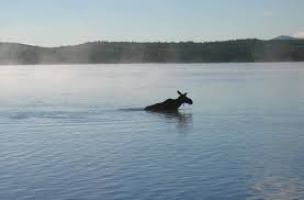 Check spelling or type a new query. Update What S Happening To The Plum Creek Plan For Moosehead Lake