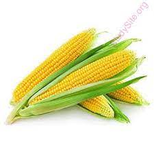 What does maize mean in english? English To Hindi Dictionary Meaning Of Maize In Hindi Is à¤®à¤• à¤• à¤®à¤•à¤ˆ à¤®à¤•à¤ˆ à¤­ à¤Ÿ à¤Ÿ à¤œ à¤µ à¤°