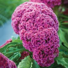 Image result for Celosia pandurata