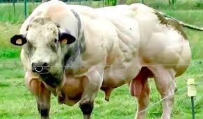 This belgian blue cow has different. The Reason This Cow Is So Insanely Muscular Belgian Blue Cattle Belgian Blue Cow