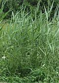 Image result for Phragmites mauritianus