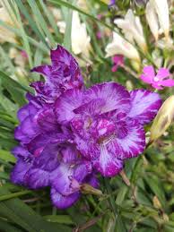Image result for Freesia grandiflora