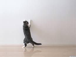 zhivotnye koty avatary kartinki foto avy https avatarko ru kartinka 29959 animal planet cats animals