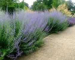 Pale blue to mauve flowers appearing on spikes with gray green foliage that is attractive through the season, (perovskia atriplicifolia ) adds a mist of colour to the garden in summer to autumn. Plant Perovskia Atriplicifolia Gardensonline
