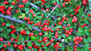 Image result for Cotoneaster
