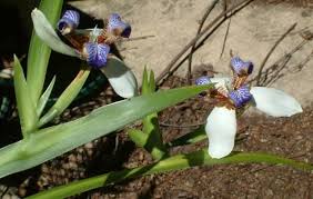 Image result for Neomarica northiana