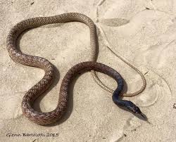 A formidable hunter, it feeds on prey such as small rodents, birds, bird eggs, reptiles (including venomous snakes) and insects. The Coachwhip Snake Masticophis Flagellum Desertusa