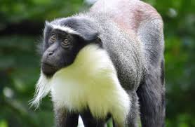 There are around 300 species of mussels inhabiting the north american continent, and about 70 percent of them are extinct or endangered, according to one estimate from the us geological survey. 15 Most Endangered Animals In Africa Softback Travel