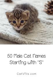 Female cat names that start with a female cat names that start with b female cat names that start with c female cat names that start with d female cat names that. 100 Sweet Cat Names Starting With S Cat Names Names Starting With S Cats