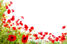 Check spelling or type a new query. Fondos De Pantalla Amapolas El Fondo Blanco Flores Descargar Imagenes