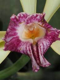 Image result for Vanilla imperialis