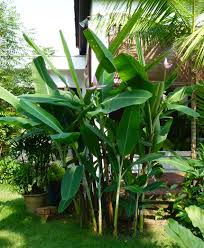 Image result for Musa sp. (Ornamental bananas)