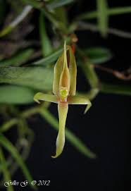 Image result for Angraecum moandense