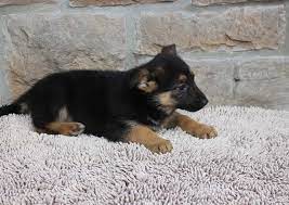 Quality upstate breeders dedicated to providing happy and healthy puppies to families throughout ny, nj, ma and vt. Sandy Female Akc German Shepherd Puppy For Sale In Indiana Germanshepherd Germanshepherdpuppies Puppies Cute German Shepherd Puppies Akc German Shepherd
