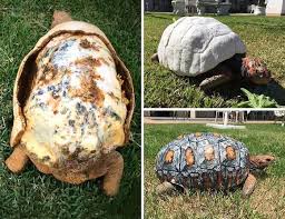 The Story of Hope and Innovation: The First 3D-Printed Shell for an ...