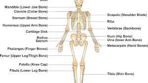 Check spelling or type a new query. Bone Chart With Names Mozar