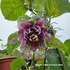 Image result for Passiflora quadrangularis