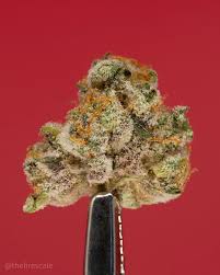 The first time we made this pie we used blueberries instead of blackberries and a whole cup of sugar instead a half. Strain Review Berry Pie By Cookies Enterprises The Highest Critic