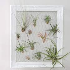 Display Your Air Plants On This Stylish Diy Frame Video Video Plant Wall Decor Plant Display Ideas Air Plants