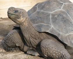 Imagen de Tortuga de Galápagos