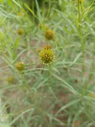 Image result for Pascalia glauca